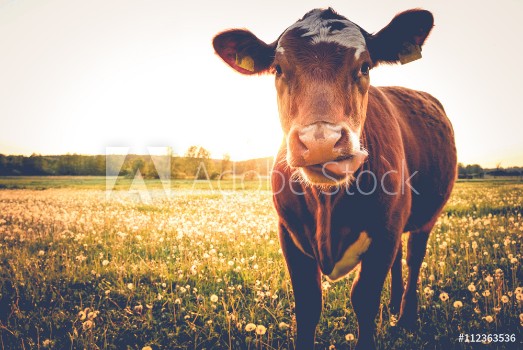Bild på Einzelne Kuh auf Butterblumenwiese in der Abendsonne